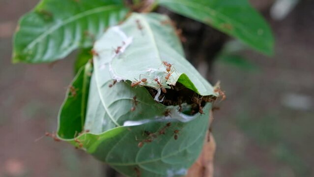 Orange ants are helping to build a nest at the tip of a tree with a gentle breeze.