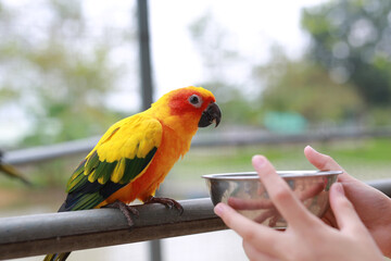 Close-up hand holding sunflower seeds feeding macaw bird animal in zoo. - 761950860