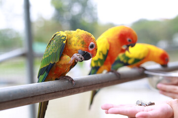 Close-up hand holding sunflower seeds feeding macaw bird animal in zoo. - 761950880
