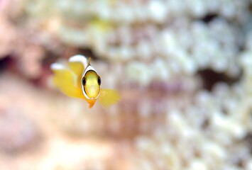 クマノミの幼魚とイソギンチャク