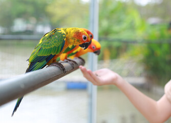 Close-up hand holding sunflower seeds feeding macaw bird animal in zoo. - 761950889