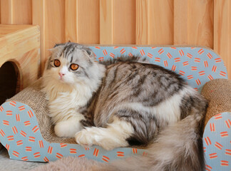 Portrait of cute Persian Scottish fold cat sitting in cat sofa and looking beside. - 761952412