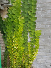 Textured Bright green leaves of creeper plants Rhaphidophora celatocaulis Hayi korthalsii Schott...