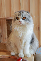 Portrait of cute Persian Scottish fold cat sitting in cat house and looking beside. - 761952445