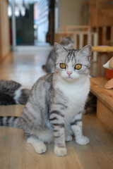 Portrait of cute American short hair cat sitting on wood floor in house with looking beside. - 761952477