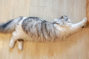 Portrait of cute Persian Scottish fold cat lying on wood floor in house. - 761952494