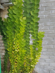 Textured Bright green leaves of creeper plants Rhaphidophora celatocaulis Hayi korthalsii Schott...