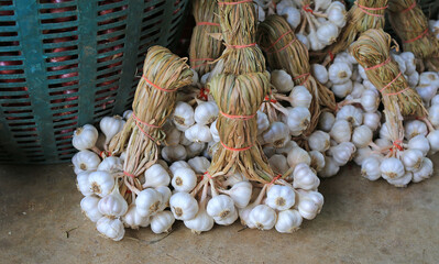 Garlic bunch after harvest tied to easy for store and sale. - 761953008