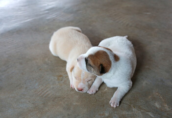 Newborn puppies lying on cement floor. - 761953045