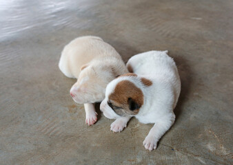 Newborn puppies lying on cement floor.