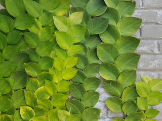 Textured Bright green leaves of creeper plants Rhaphidophora celatocaulis Hayi korthalsii Schott...
