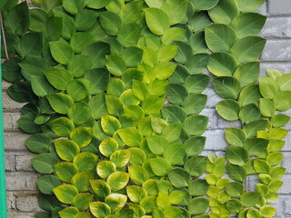 Textured Bright green leaves of creeper plants Rhaphidophora celatocaulis Hayi korthalsii Schott plants growing climbing that spreads over on old cement wall.