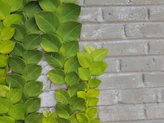 Textured Bright green leaves of creeper plants Rhaphidophora celatocaulis Hayi korthalsii Schott...