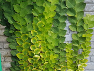 Textured Bright green leaves of creeper plants Rhaphidophora celatocaulis Hayi korthalsii Schott...