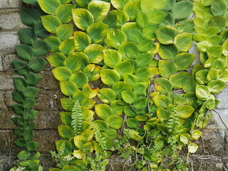 Textured Bright green leaves of creeper plants Rhaphidophora celatocaulis Hayi korthalsii Schott...