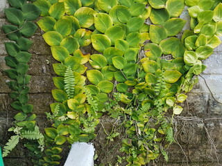 Textured Bright green leaves of creeper plants Rhaphidophora celatocaulis Hayi korthalsii Schott...