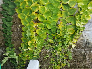 Textured Bright green leaves of creeper plants Rhaphidophora celatocaulis Hayi korthalsii Schott...