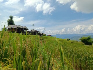 rice terraces in island