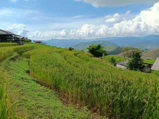 vineyard
