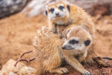 A group of cute meerkats. Meerkat Family are sunbathing.