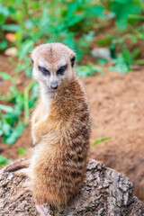 Fototapeta premium Meerkat, Suricata suricatta, on hind legs. Portrait of meerkat standing on hind legs with alert expression. Portrait of a funny meerkat sitting on its hind legs.