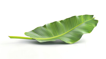 Obraz premium Banana leaf isolated white background, bright green present comforting moisture