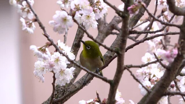 Warbling white-eye, Zosterops Japonicus bird feeding on nectar of early-blooming cherry flower tree in Japan. Close up. 4K