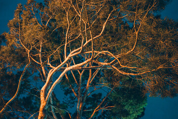 조명에 비친 나무