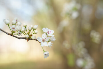 Beautiful cherry blossom are blooming with showy flowers. There are some type of colors such as white and light pink. It is said that it is Japan native species. Some produce small cherries in summer