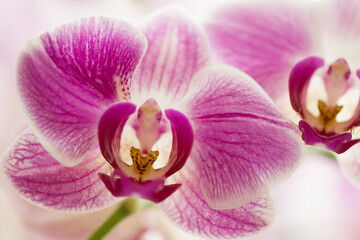 Obraz premium Phalaenopsis Orchid Day Tripper