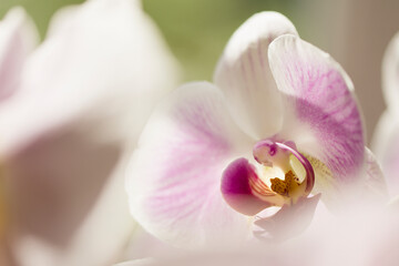 White Phalaenopsis Orchid with Pink Blush