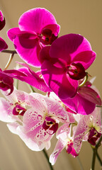 Phalaenopsis Orchids Strange Magic and  Ming Shing Red Rose 'M194'