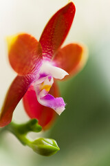 Phalaenopsis Orchid Tying Shin Fly Eagle 'Wilson #66'