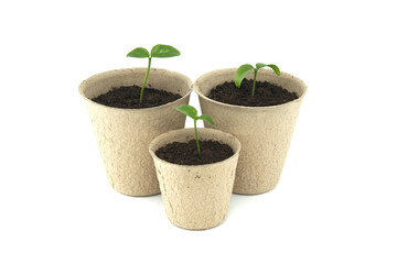 Green seedlings sprouting from biodegradable pots on white