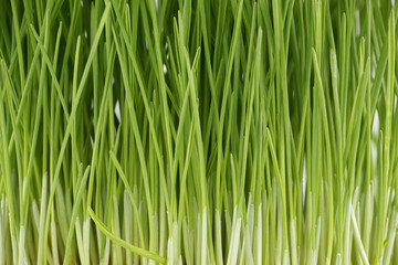 Fototapeta na wymiar Fresh green wheatgrass stalks in close up