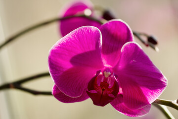 Phalaenopsis Orchid Ming Shing Fire Fairy 'M182'