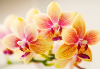 Phalaenopsis Orchid  I-Hsin Venus '1442'