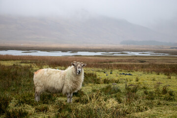 Sheep by Lake