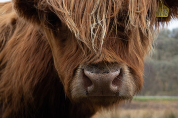 Scottish Highland cows