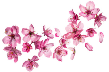 A delicate orchid flower with cascading petals, isolated 