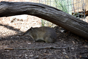 the Southern brown Bandicoots are about the size of a rabbit, and have a pointy snout, humped back, thin tail and large hind feet