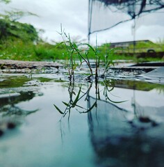 reflection of trees in water