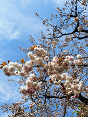 Closeup Japanese cherry blossoms in full bloom with blue sky in spring season japan - 761974654