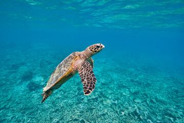 Obraz na płótnie Canvas Hawksbill sea turtle swimming in blue lagoon
