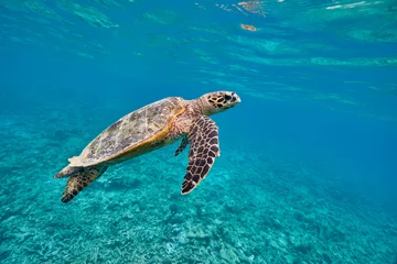 Fototapeten Schildkröte Hawksbill sea turtle swimming in blue lagoon  © zimagine