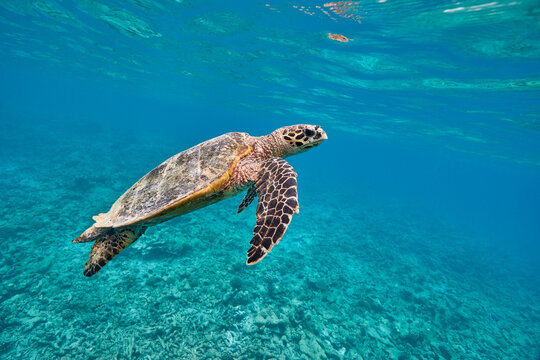 Hawksbill sea turtle swimming in blue lagoon