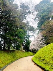 Japanese cherry blossoms variation in full bloom walkway in the garden rainy day spring season Japan - 761974837