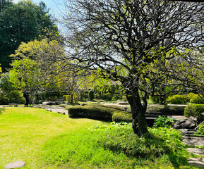 Japanese garden in the outdoor park green environment in spring season Japan - 761974851