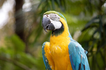 The blue and gold macaws forehead feathers are green. Wing feathers are blue with green tips; underwing coverts and breast are yellow-orange.