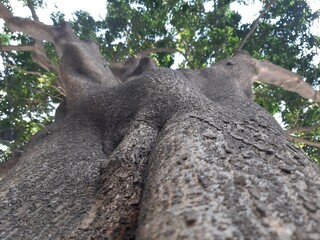 trunk